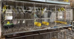 Provincia rescató animales en cautiverio que iban a ser vendidos de manera ilegal